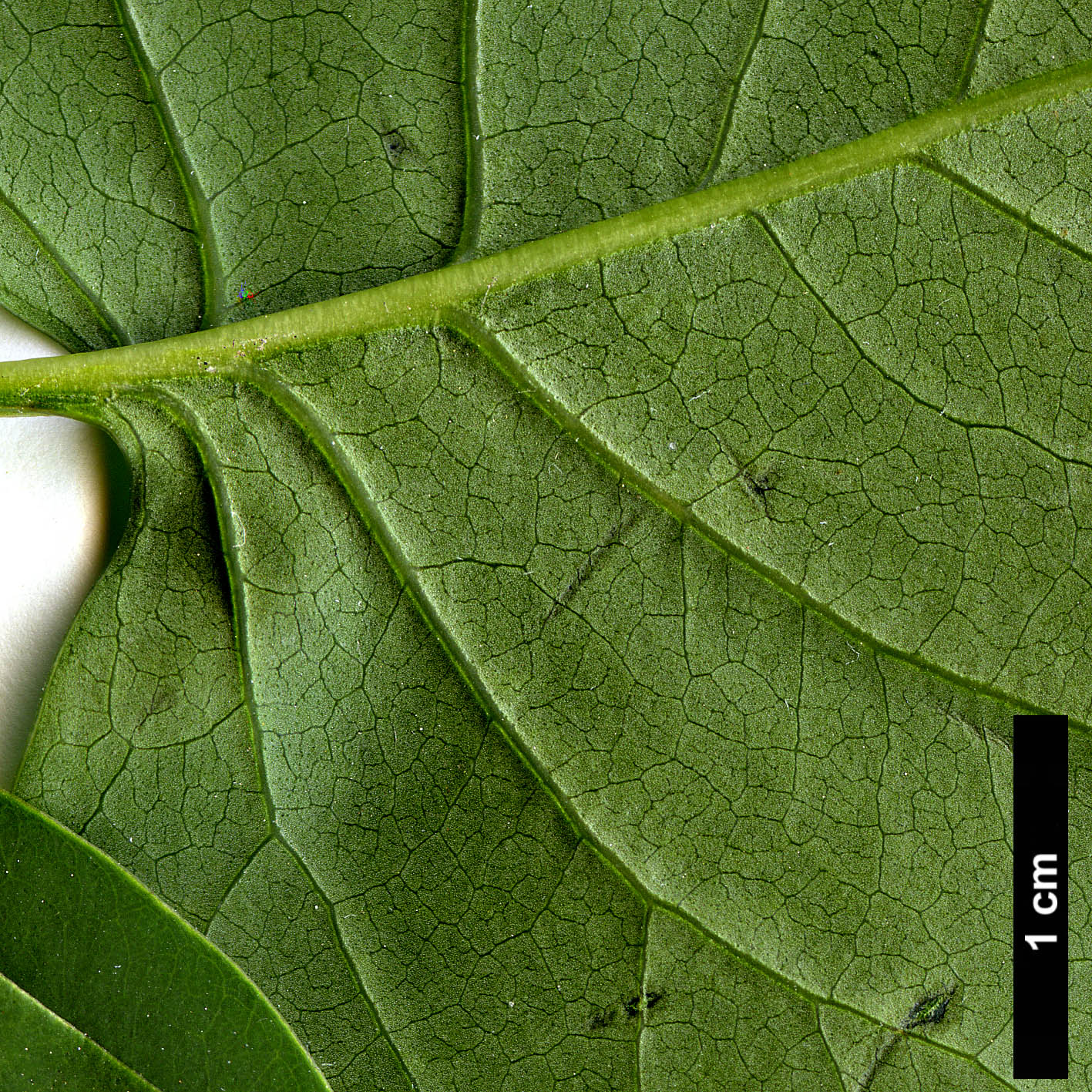 High resolution image: Family: Oleaceae - Genus: Syringa - Taxon: oblata - SpeciesSub: var. dilatata